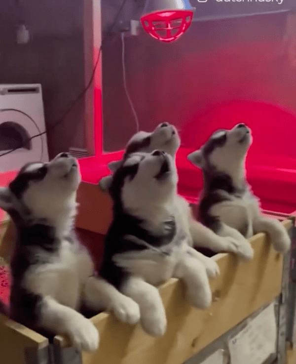 출처 : Reddit / 한꺼번에 하울링하는 아기 허스키들