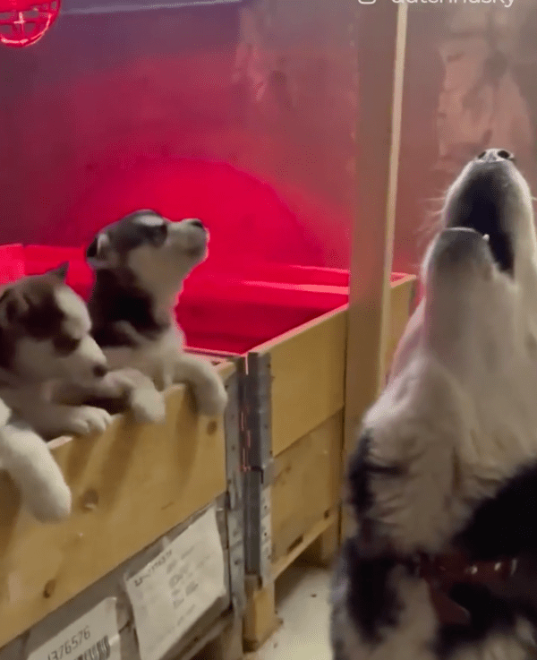 출처 : Reddit / 다같이 하울링하는 허스키들