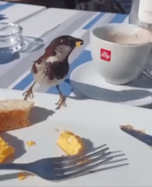출처 : Reddit / 야외 테이블에서 빵을 훔쳐가는 참새