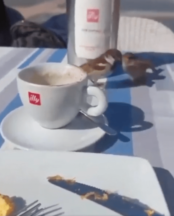 출처 : Reddit / 훔쳐간 빵을 여자친구에게 주는 참새