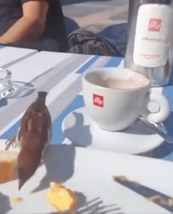 출처 : Reddit / 또다시 빵을 훔치러 온 참새