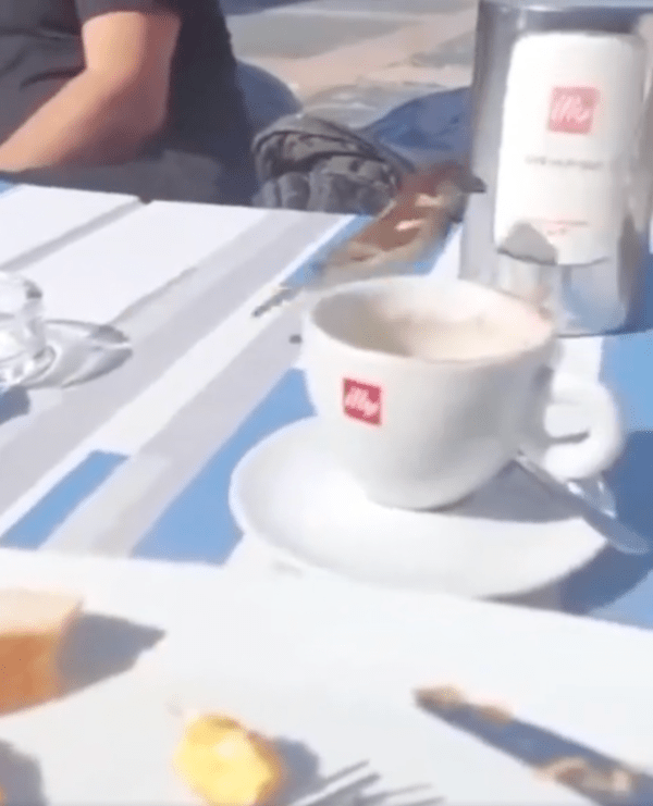 출처 : Reddit / 총총총 뛰어가는 참새