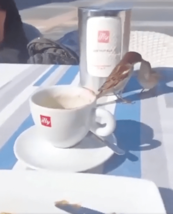 출처 : Reddit / 사람들 빵을 무턱대고 와서 훔쳐가는 참새