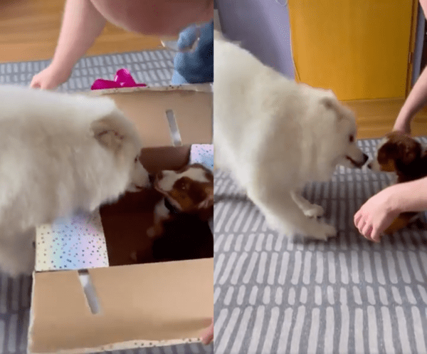 출처 : Reddit / 집에 온 새 식구가 인형과 닮아 너무 신난 사모예드