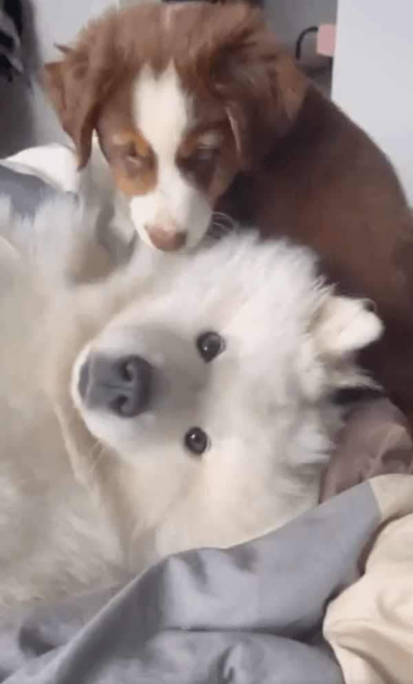 출처 : Reddit / 그 후 매일 붙어 있는 강아지들