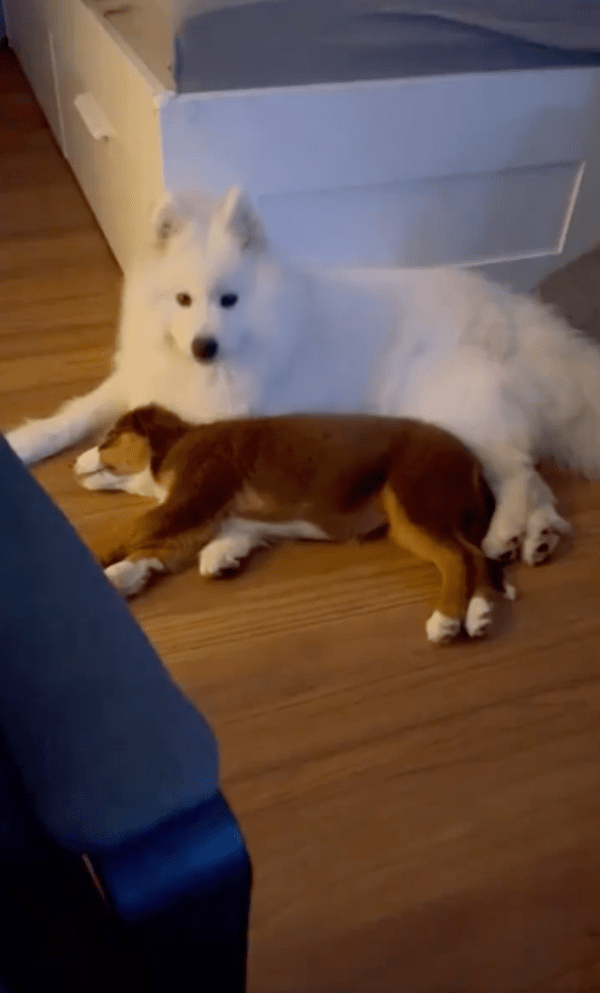 출처 : Reddit / 서로 떨어질 생각을 하지 않는 강아지들