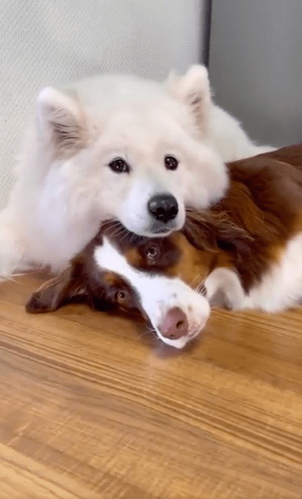 출처 : Reddit / 동생에게 턱을 대며 쉬고 있는 사모예드