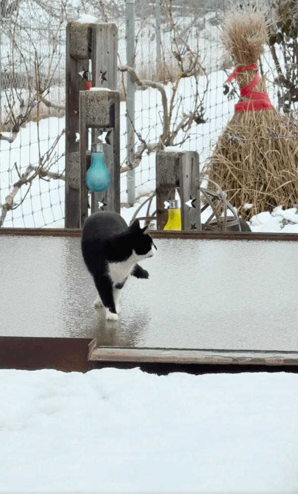 출처 : Reddit / 얼음판 위에서 미끄러지기 시작한 고양이