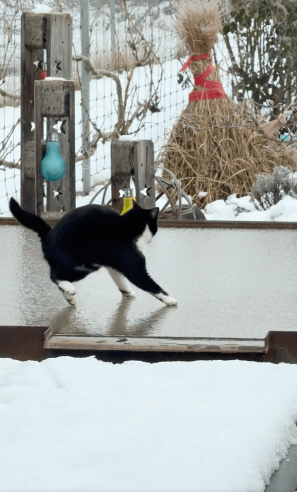 출처 : Reddit / 사뿐사뿐 걸어보려다 얼음판 위에서 미끄러진 고양이