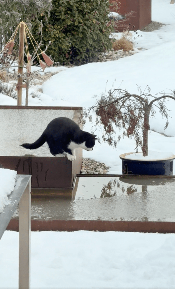 출처 : Reddit / 얼음판에서 얼음판으로 내려가려는 고양이