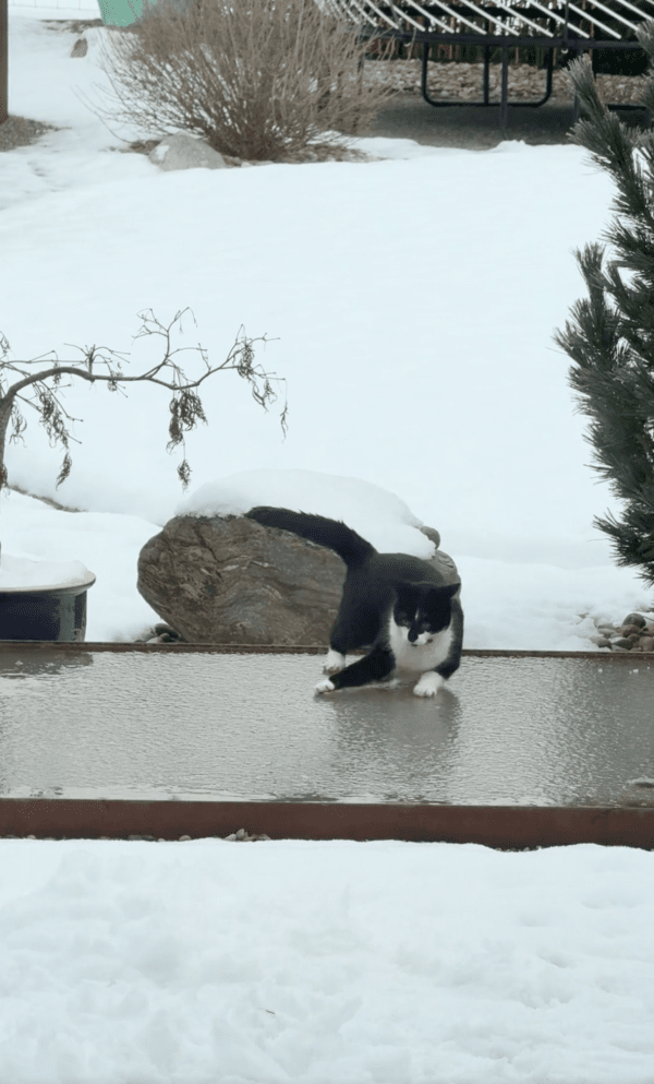 출처 : Reddit / 사뿐사뿐 걸어도 계속 넘어지는 고양이