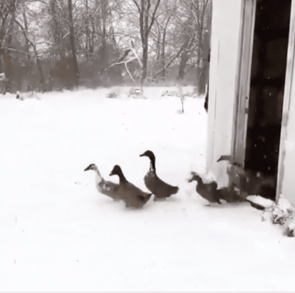 출처 : Reddit / 밖이라 그저 행복한 오리들