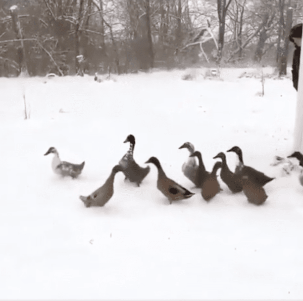 출처 : Reddit / 앞으로 걷다가 너무 추운지 다시 돌아가는 오리