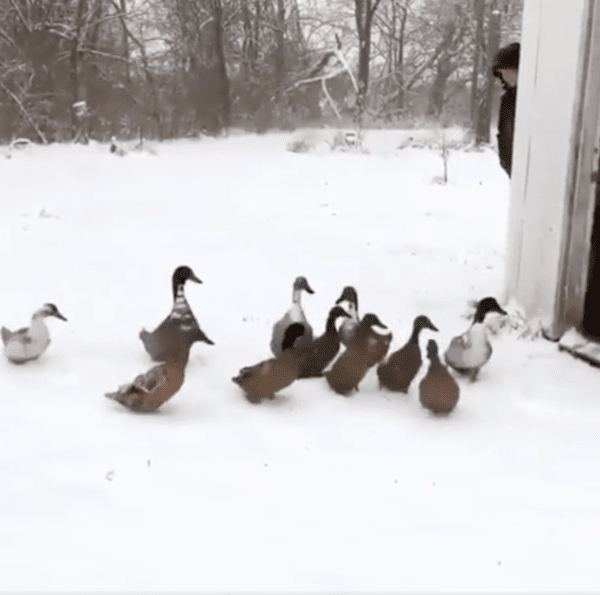 출처 : Reddit / 빠르게 집으로 돌아간 오리들