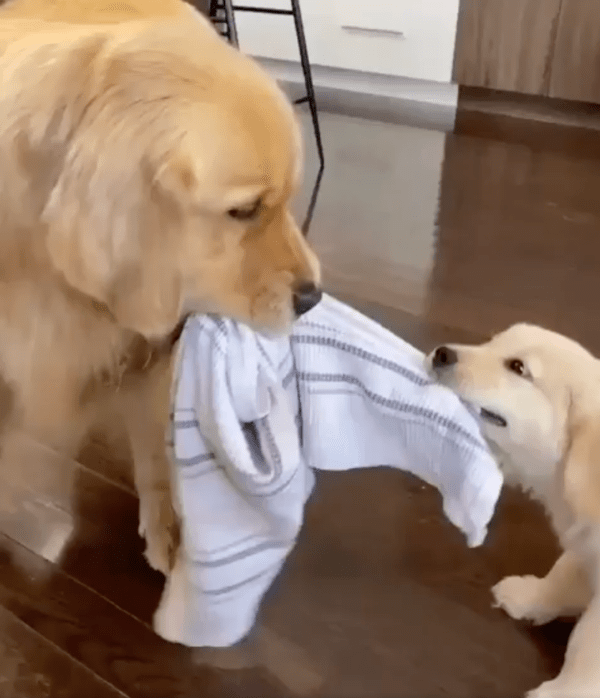 출처 : Reddit / 골든 리트리버 두 마리의 놀이? 아니면 다툼?