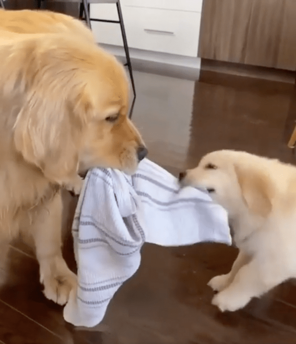 출처 : Reddit / 아기 리트리버와 놀아주는 듯한 엄마 리트리버