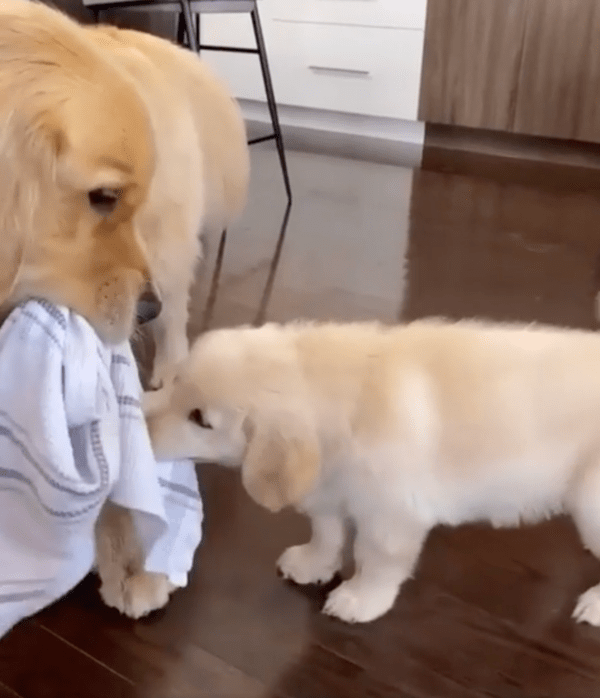 출처 : Reddit / 절대로 수건을 놓지 않는 두 리트리버들