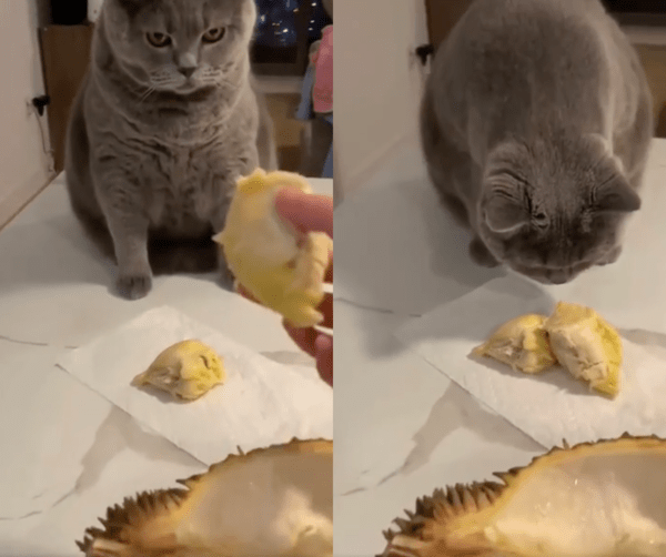 출처 : Reddit / 두리안을 먹어보려고 기다리는 러시안 블루