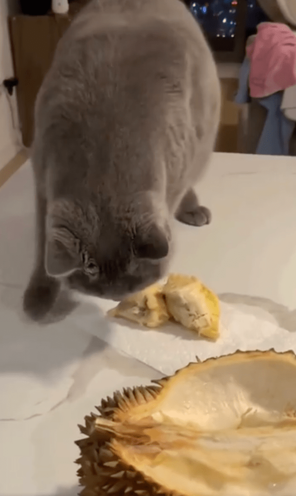 출처 : Reddit / 두리안 냄새를 맡고 실망한 러시안 블루