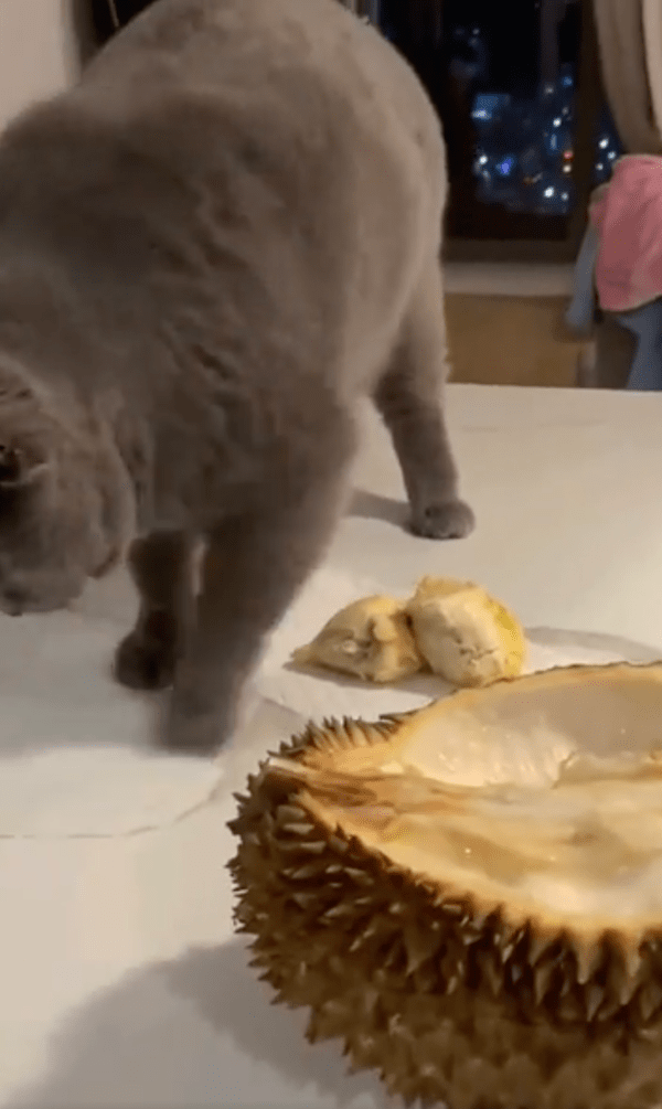 출처 : Reddit / 두리안을 파묻으려는 러시안 블루