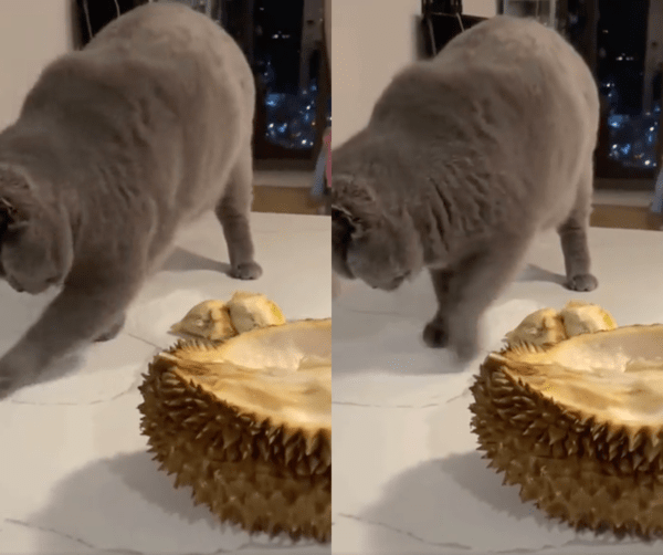 출처 : Reddit / 두리안 냄새가 너무 지독하다냥