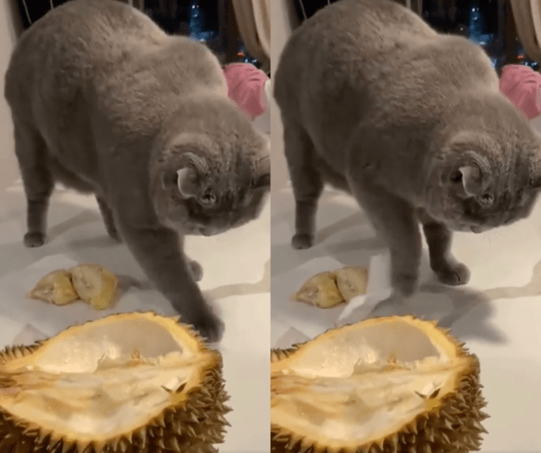 출처 : Reddit / 이쪽저쪽으로 다 묻어버릴거다냥