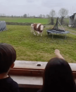 쿠키를 향한 사랑, 소의 깜찍한 달리기