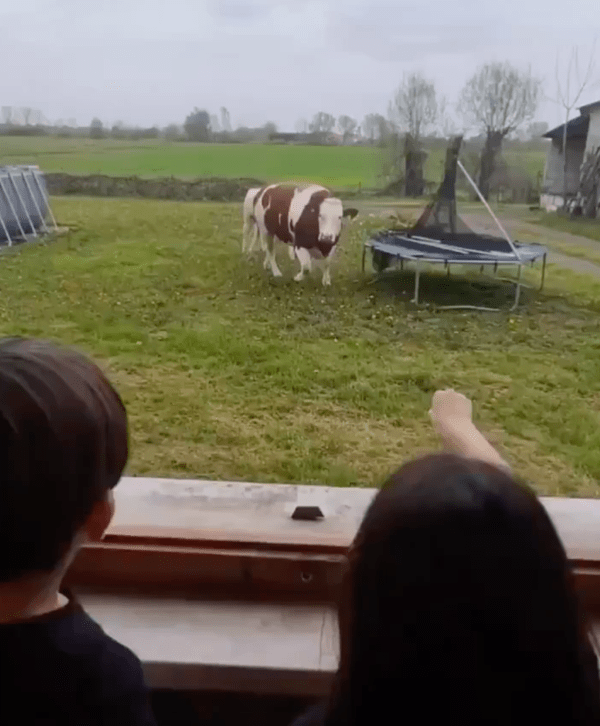 출처 : Reddit / 멀리 있는 소를 부르는 사람들