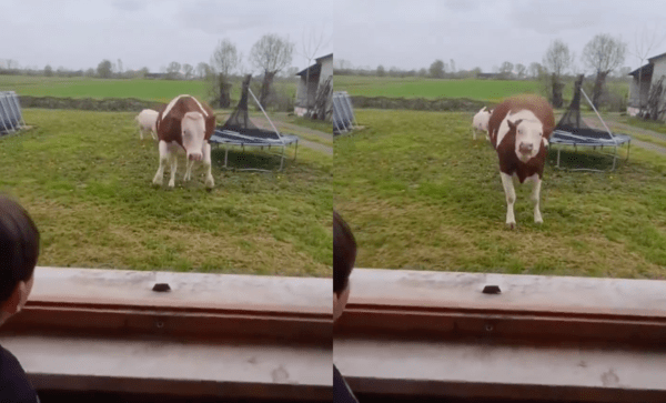 출처 : Reddit / 무언가를 보고 너무 신나게 달려오는 소