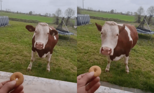 출처 : Reddit / 쿠키를 보고 다가오는 소