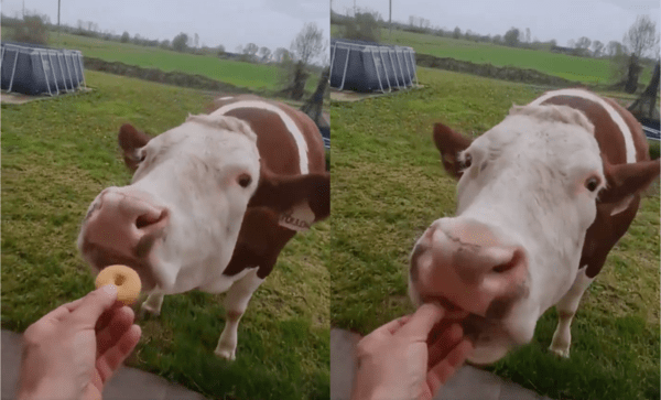 출처 : Reddit / 쿠키를 먹으려고 입을 벌리는 소