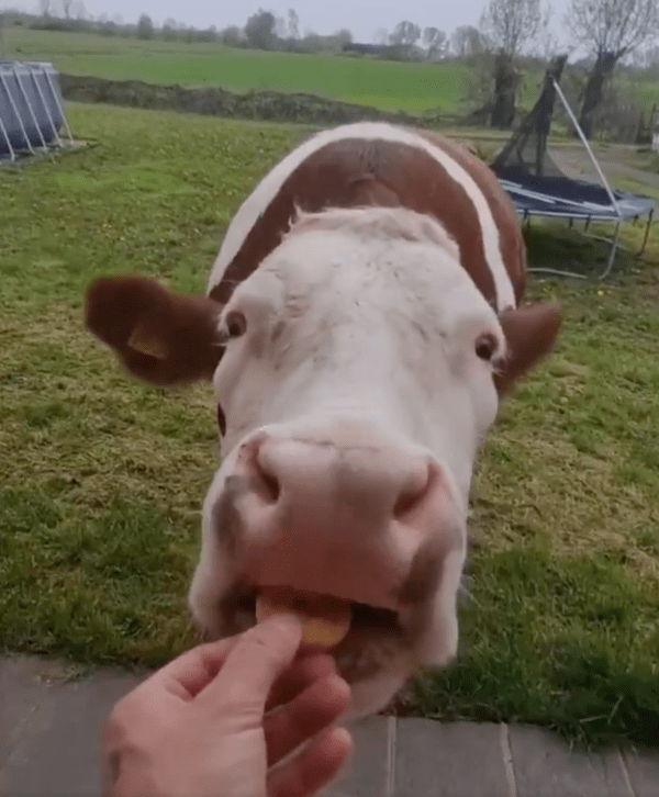 출처 : Reddit / 열심히 뛰어와서 쿠키를 먹는 소