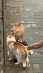 고양이들의 토론에 확성기가 등장하다