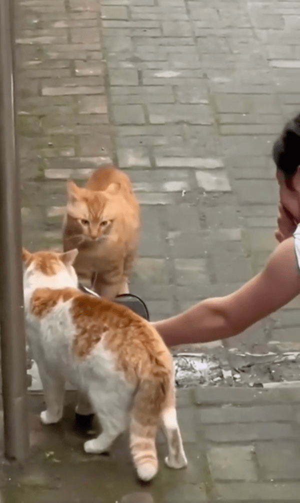 출처 : Reddit / 확성기로 울려퍼지는 야옹~