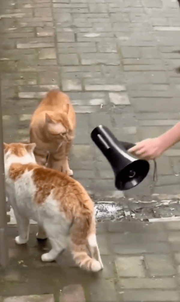 출처 : Reddit / 울려퍼지는 소리와 확성기를 보고 당황한 듯한 고양이