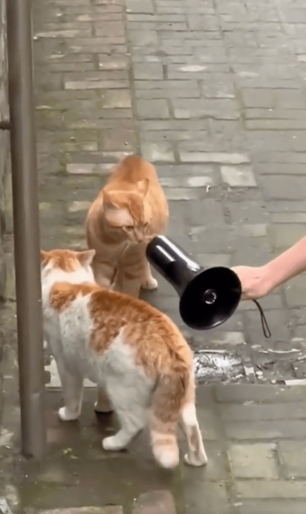 출처 : Reddit / 확성기로 또 다시 울려퍼지는 야옹~