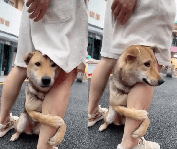 출처 : Reddit / 주인 다리에 앞발을 감고 매달리는 강아지