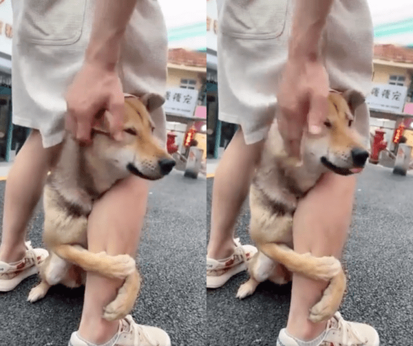 출처 : Reddit / 진정하라고 강아지를 달래는 주인