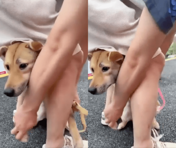 출처 : Reddit / 강아지가 불편해서 떼 놓으려는 주인과 당황한 강아지