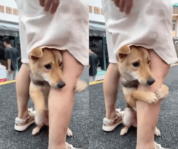 출처 : Reddit / 주인이 다리를 떼자마자 다시 껴안은 강아지
