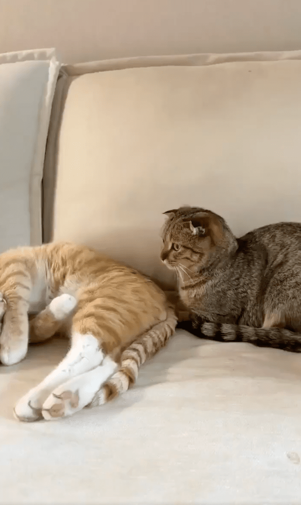 출처 : Reddit / 자는 고양이를 바라보는 고양이