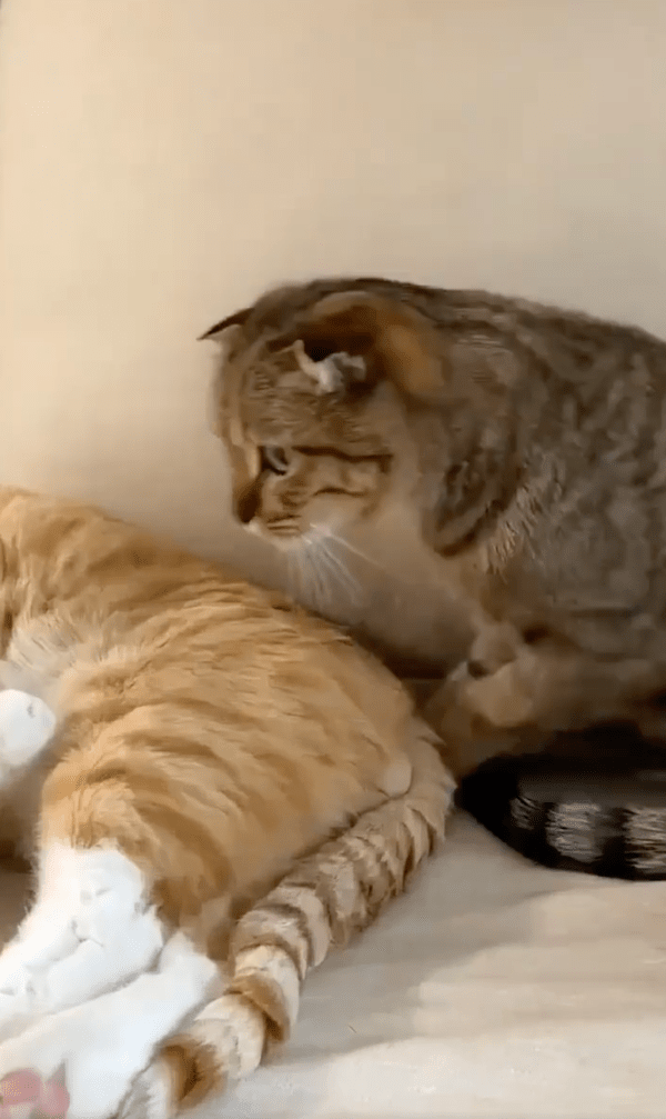 출처 : Reddit / 고양이의 품 안으로 들어가려는 고양이