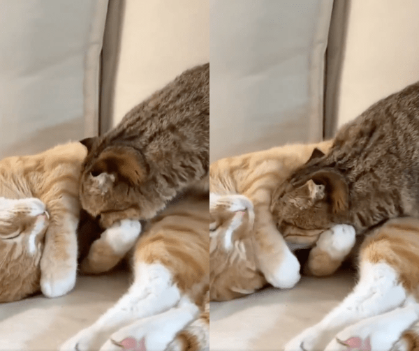 출처 : Reddit / 들어갈 수 있는 공간이 없어 보이는데 얼굴을 들이밀고 있는 고양이