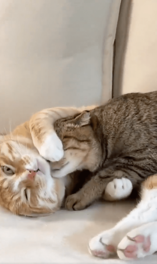 출처 : Reddit / 품으로 들어온 고양이 때문에 잠에서 깬 고양이