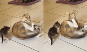 따라하기의 미학: 아기 고양이와 엄마 고양이의 따뜻한 순간