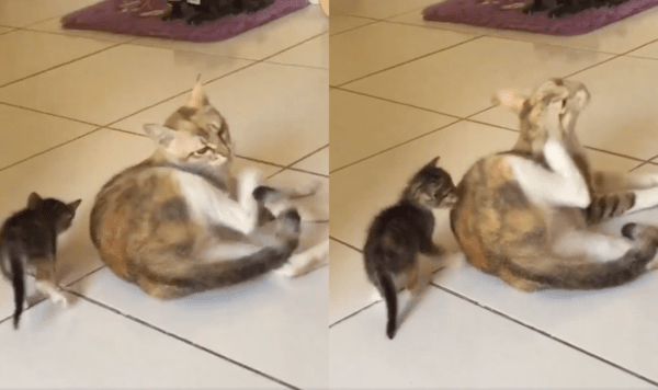 출처 : Reddit / 엄마 고양이 옆에 똑같이 누우려는 아기 고양이