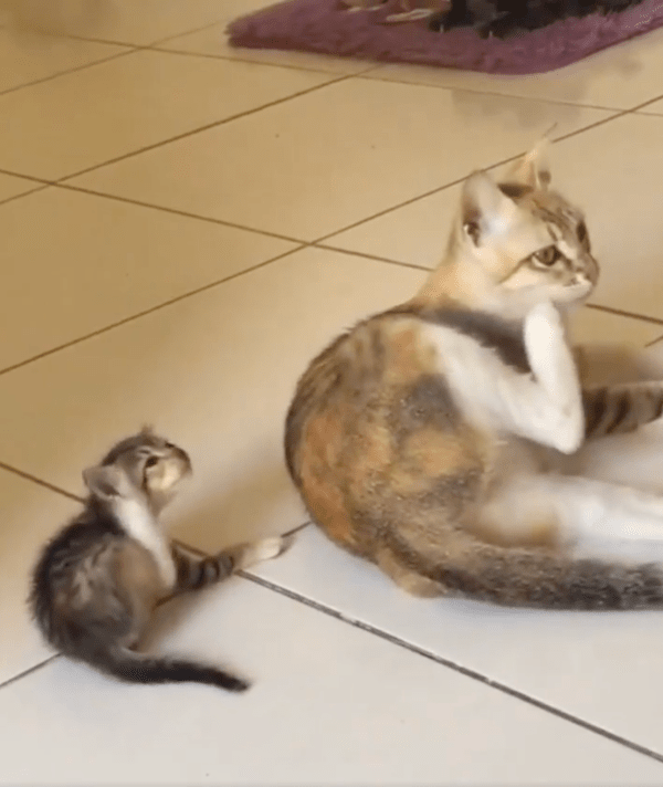 출처 : Reddit / 엄마 고양이를 따라 귀를 긁는 아기 고양이