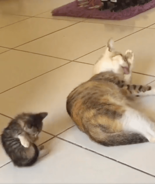 출처 : Reddit / 엄마 고양이를 따라 그루밍하는 아기 고양이