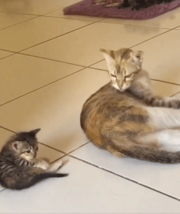 출처 : Reddit / 자기를 따라하는 아기 고양이를 바라보는 엄마 고양이