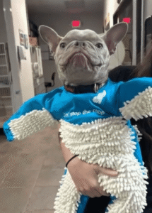 바닥 닦기의 귀여운 혁신, 프렌치 불독의 걸레 슈트